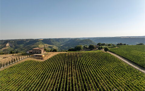 Tenuta Orsini 9+3: Landbouw, Veld, Plantage, Landelijk Gebied, Landschap, Plain, Land Lot, Bijsnijden, Boerderij, Wijngaard