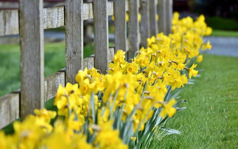 The Owls Rest: Bloem, Geel, Petal, De Lente, Tuin, Bloeiende Plant, Kruidachtige Plant, Wildflower