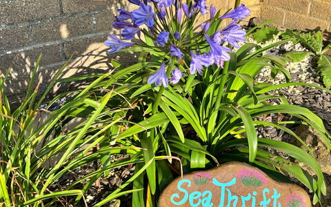 Sea Thrift at Widemouth Bay: Blauw, Petal, Tuin, Bloeiende Plant, Kruidachtige Plant, Wildflower