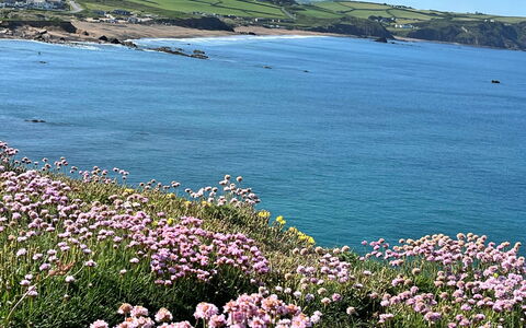 Sea Thrift at Widemouth Bay: Bloem, Zwemwater, Kust, Kust En Oceanic Landvormen, Zee, Strand, Oceaan, Plantengemeenschap, Kust