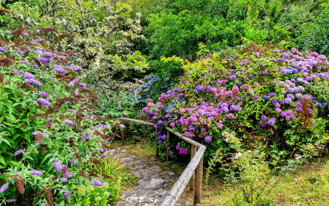 Millook Water: Bloem, Struik, Tuin, Plantengemeenschap, Groundcover, Purper, Roze, De Lente, Bloeiende Plant, Botanische Tuin
