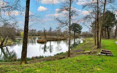 Pine Forest Lodge: Water, Watervoorraden, Zwemwater, Boom, Natuur, Natuurlijke Omgeving, Natuurlijk Landschap, Groen, Afdeling, Bank