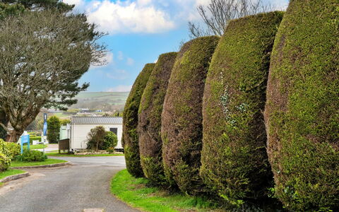 Pine Forest Lodge: Struik, Landschap, Haag, Tuin, Woody Plant, Landscaping, Botanische Tuin, Park