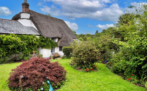 Okehampton 619: Gras, Thatching, Vegetation, Struik, Verblijf, Dak, Tuin, Plantengemeenschap, Groundcover