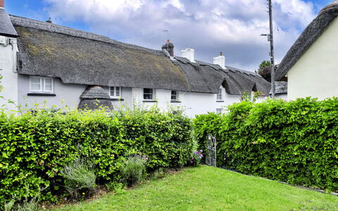 Okehampton 619: Struik, Haag, Verblijf, Tuin, Landscaping, Cumulus