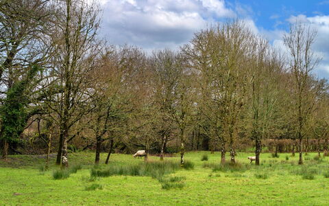 Oak Leaf Cottage: Gras, Boom, Natuurlijke Omgeving, Grasland, Natuurlijk Landschap, Plain, Pasture, Ecoregio, Land Lot, Weide