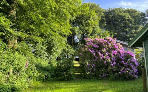 Brockwood: Bloem, Blad, Vegetation, Struik, Tuin, Roze, Plantengemeenschap, Groundcover, De Lente, Purper
