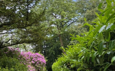 Brockwood: Blad, Groen, Natuur, Vegetation, Afdeling, Struik, Tuin, Plantengemeenschap, Groundcover, Trail