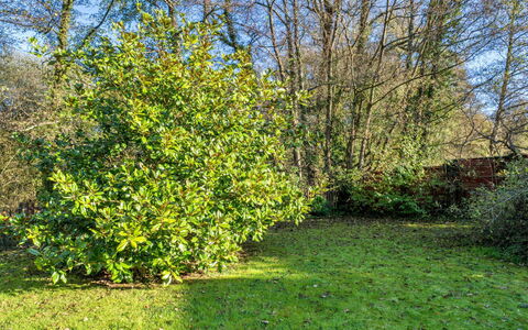 Mill Cottage, Great Houndbeare Farm: Blad, Vegetation, Struik, Plantengemeenschap, Groundcover, Tuin, Woody Plant, Botanische Tuin