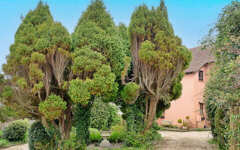 Heselwood: Struik, Tuin, Woody Plant, Landscaping, Evergreen, Botanische Tuin, Backyard