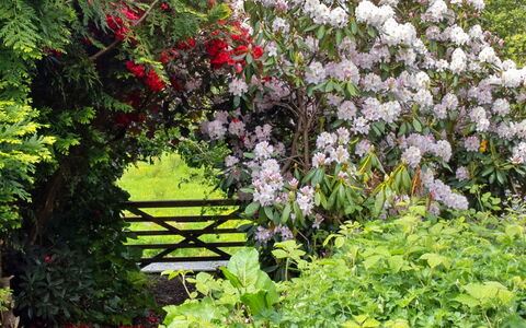 Y Cwtch: Bloem, Tuin, Struik, Plantengemeenschap, Roze, Groundcover, De Lente, Bloeiende Plant, Woody Plant