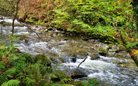 Y Cwtch: Watervoorraden, Water, Zwemwater, Blad, Waterloop, Natuur, Stroom, Groen, Natuurlijke Omgeving, Natuurlijk Landschap