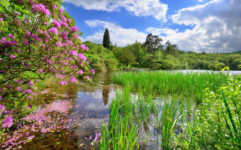 Tafarn Trip: Groen, Bloem, Natuur, Vegetation, Natuurlijk Landschap, Struik, Zomer, Tuin, Waterloop