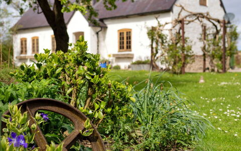 Waen Farm Cottage: Struik, Tuin, Huis, Verblijf, Huis, Boerderij, De Lente, Gazon, Landscaping