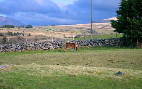 Hedd Wen Cottage: Gras, Grasland, Pasture, Ecoregio, Plain, Landschap, Landelijk Gebied, Land Lot, Veld, Prairie