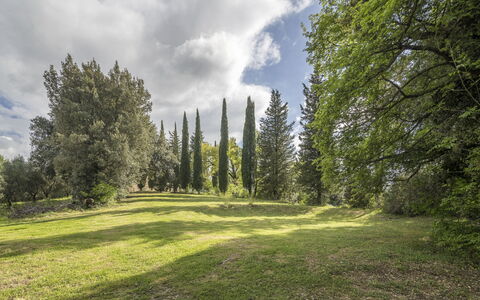 Casa Amelia, Pool, Casole Elsa, Monti: Blad, Gras, Boom, Natuurlijke Omgeving, Natuur, Groen, Afdeling, Vegetation, Natuurlijk Landschap, Struik