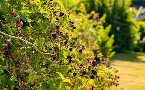 Jennys Pärla: Groen, Tuin, Fruit, Produceren, Botanische Tuin, Plantage