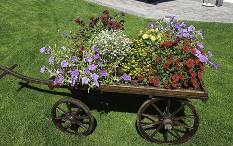 Hopfgarten im Brixental 696: Bloem, Wiel, Tuin, Petal, Roze, Bloemisterij