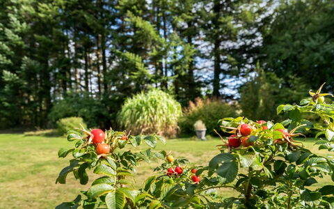 Fritzy - 1.5Km from the Sea: Fruit, Produceren, Voedsel, Natuurlijke Voedingsmiddelen, Rose Family, Plantage