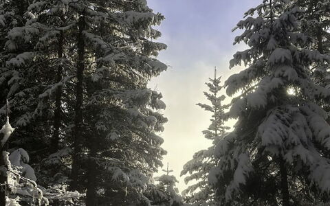 Dösentaler Bergidyll: Afdeling, Sneeuw, Boom, Winter, Natuurlijke Omgeving, Hout, Woud, Wildernis, Freezing