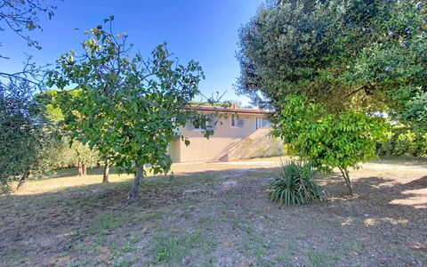 Linaglia: Blad, Tuin, Woody Plant, Schaduw, Gazon, Landscaping, Werf, Backyard, Bodem