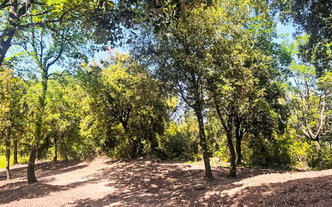 Villa Monti: Blad, Boom, Afdeling, Natuur, Natuurlijke Omgeving, Vegetation, Plantengemeenschap, Trail, Bodem