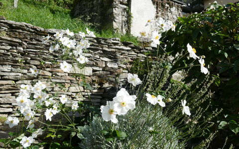 Valserhaus: Bloem, Stenen Muur, Groundcover, Bloeiende Plant, Tuin, Kruidachtige Plant, Flagstone