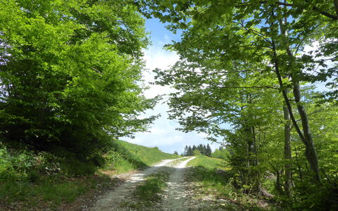 Casa Mis: Boom, Blad, Groen, Natuurlijk Landschap, Weg, Vegetation, Trail, Struik, Wildernis
