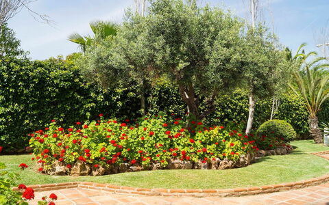 Mijas Beach: Tuin, Bloem, Boom, Fabriek, Struik, Botanische Tuin, Plantkunde, De Lente, Woody Plant, Landschap