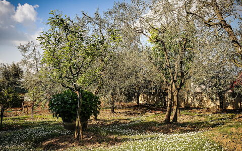 Matteuzzi: Boom, Natuur, Natuurlijk Landschap, Woody Plant, De Lente, Fabriek, Natuurlijke Omgeving, Gras, Lucht, Afdeling