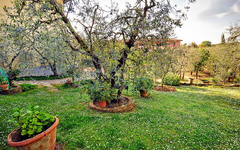 Matteuzzi: Boom, Tuin, Fabriek, Gras, Natuurlijk Landschap, De Lente, Backyard, Werf, Woody Plant, Plantkunde