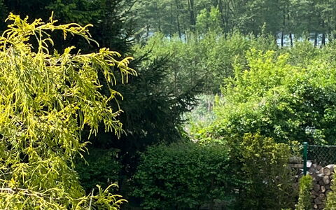 Willa Teresa: Groen, Blad, Vegetation, Struik, Plantengemeenschap, Tuin, Groundcover, De Lente, Woody Plant