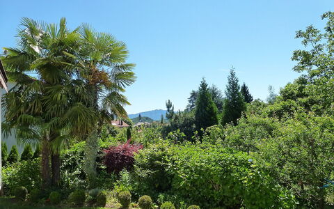 Ar Ronchée N° 9: Vegetation, Boom, Botanische Tuin, Tuin, Palmboom, Eigendom, Natuurlijke Omgeving, Biome, Plantkunde, Fabriek