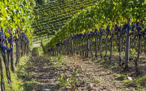 La Maccinaia 14: Wijngaard, Fabriek, Boom, Landbouw, Vitis, Blad, De Lente, Veld