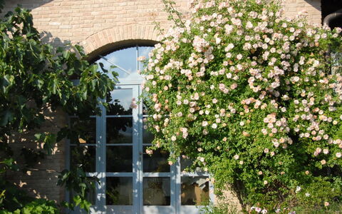 La Cenerara: Bloem, Fabriek, Rose Family, Roos, Struik, Bloeiende Plant, Architectuur, De Lente, Boom