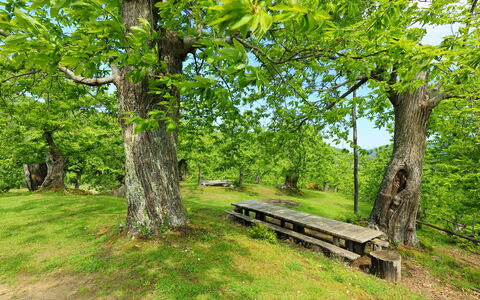 Greve in Chianti 840: Fabriek, Openluchtbank, Natuurlijk Landschap, Afdeling, Boom, Schaduw, Hout, Gras, Trunk, Bank