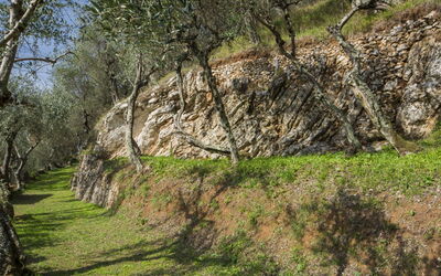 La Capannella