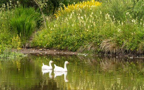Lorn Mill: Water, Fabriek, Watervoorraden, Bloem, Plantengemeenschap, Gewervelde, Natuur, Natuurlijk Landschap, Plantkunde