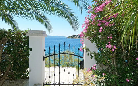 Tija: Vegetation, Eigendom, Boom, Roze, Bougainvillea, Fabriek, Vakantie, Plantkunde, Bloem, Huis