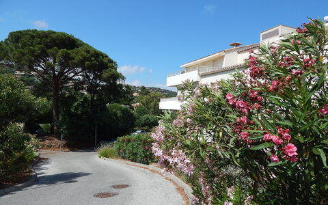 Cavalaire 350: Fabriek, Bloem, Gebouw, Lucht, Plantengemeenschap, Wolk, Huis, Boom, Petal, Woody Plant