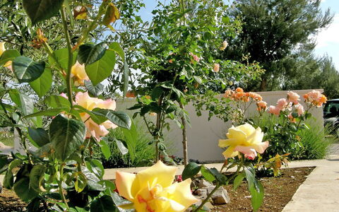 Vodice 401: Bloem, Fabriek, Bloeiende Plant, Rose Family, Geel, Plantkunde, Roos, Tuin, De Lente