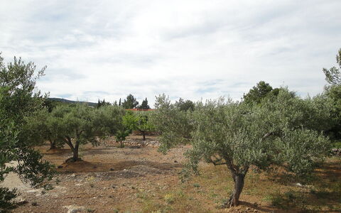 El Rinconcito: Vegetation, Shrubland, Boom, Plantengemeenschap, Natuurlijke Omgeving, Natuurlijk Landschap, Land Lot, Wildernis, Bodem, Dicht Struikgewas