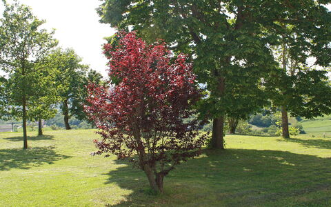 Montebello: Boom, Fabriek, Woody Plant, Bloem, De Lente, Gras, Blad, Plantkunde, Park, Bloeiende Plant