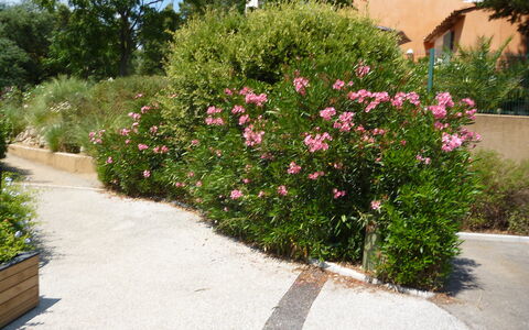 Grimaud 119: Fabriek, Bloem, Plantengemeenschap, Bloempot, Boom, Gras, Weg Oppervlak, Petal, Struik, Groundcover