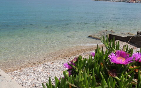 Zdenko 1: Bloem, Water, Lucht, Fabriek, Azure, Natuurlijke Omgeving, Strand, Petal, Hout, Kust En Oceanic Landvormen