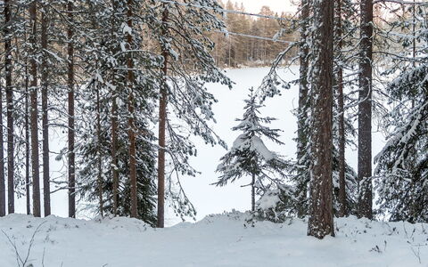 Viipusjärvi 11: Sneeuw, Afdeling, Boom, Winter, Natuurlijke Omgeving, Hout, Woud, Wildernis, Freezing