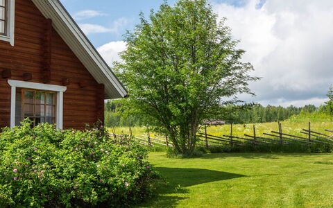 Ranta-Lemettilä: Groen, Blad, Struik, Landschap, Land Lot, Verblijf, Huis, Tuin, De Lente, Groundcover