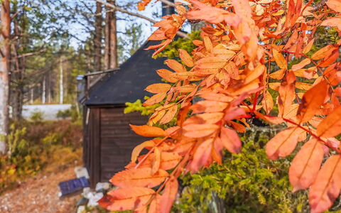 Salakolo 1: Blad, Afdeling, Hout, Oranje, Takje, Trunk, Herfst, Zonlicht, Woody Plant, Bos