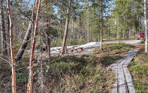 Hoviranta: Boom, Natuurlijke Omgeving, Hout, Woud, Trail, Wildernis, Plantengemeenschap, Bos, Trunk
