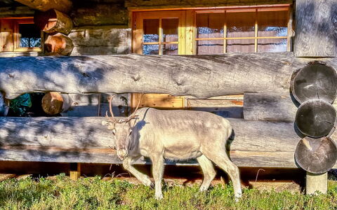 Riekonkätkä: Hout, Verblijf, Blokhut, Woud, Schuur, Garden Gebouwen, Lariks, Bos, Beits
